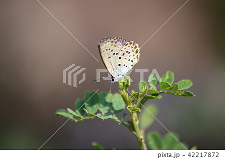 ミヤマシジミとコマツナギ 42217872