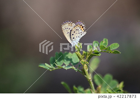 ミヤマシジミ 42217873