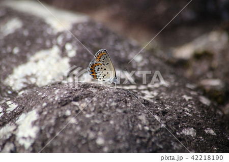 ミヤマシジミ 42218190