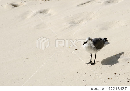 砂浜のカモメ 42218427
