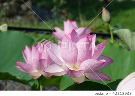 原始ハス　（枚岡） 42218938