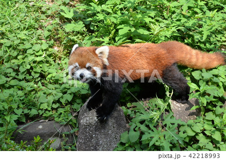 レッサーパンダ 42218993