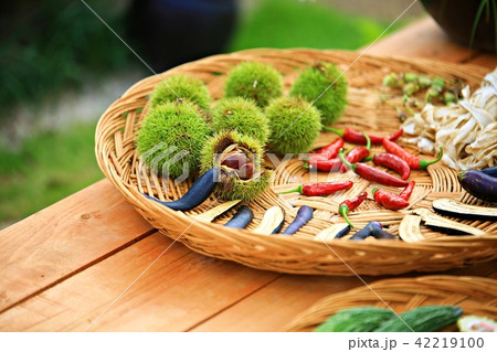 コスモス そば ガーデン 42219100