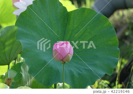 原始ハス　（枚岡） 42219146