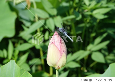 原始ハス　（枚岡） 42219149