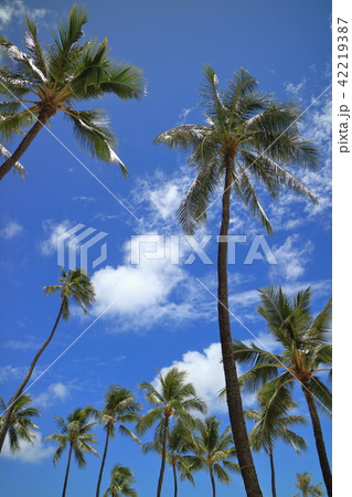 青空に映えるヤシの木 42219387