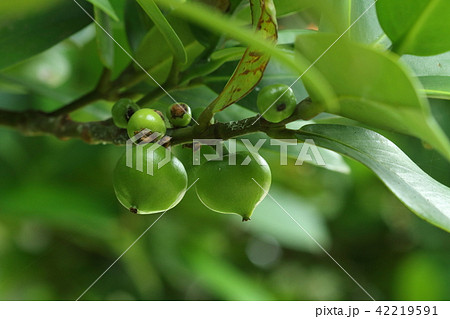 自然 植物 フクギ、沖縄の並木の定番。こちらは夏の若い実。黄色く熟すとオオコウモリがやってきます 自然 植物 フクギ、沖縄の並木の定番。こちらは夏の若い実。黄色く熟すとオオコウモリがやってきます 42219591
