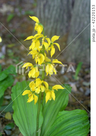 植物：キエビネ　ラン科 42220153