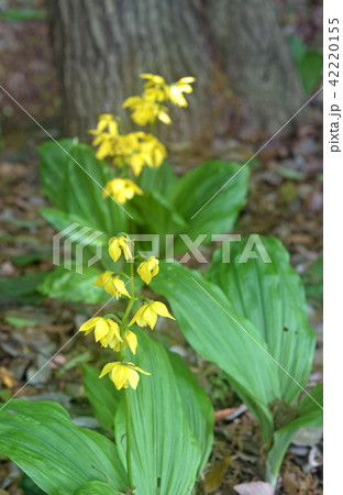 植物:キエビネ ラン科 植物:キエビネ ラン科 42220155