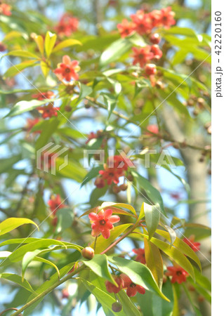 樹木：イリキウム・ランセオラツム　シキミ科 42220160