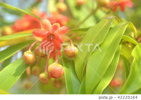 樹木：イリキウム・ランセオラツム　シキミ科 42220164