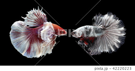 Fighting fish , beautiful fish Fighting fish , beautiful fish 42220223