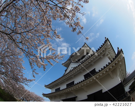 館山城 館山城 42221027