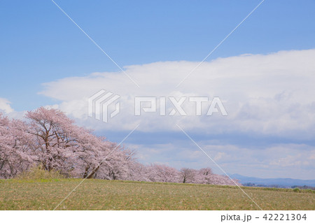 青空と桜 青空と桜 42221304