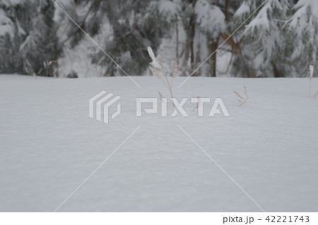 雪景色 雪景色 42221743