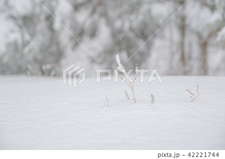 雪景色 42221744