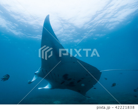 クリーニングステーションを訪れたマンタレイ。ヤップ、ミクロネシア 42221838