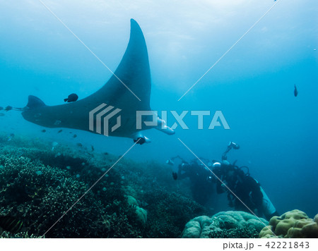 クリーニングステーションを訪れたマンタレイを撮影するダイバー達。ヤップ・ミクロネシア 42221843