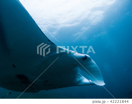 クリーニングステーションを訪れたマンタレイ。ヤップ、ミクロネシア 42221844