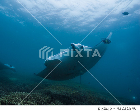 クリーニングステーションを訪れたマンタレイ。ヤップ、ミクロネシア 42221846