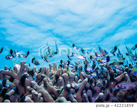 熱帯魚の群れるサンゴ礁の海。ヤップ・ミクロネシア 42221859