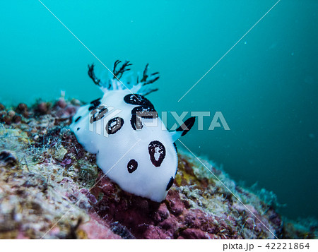 ブチウミウシ。Jorunna funebris 潮通しの良い岩礁で見かける。ヤップ、ミクロネシア 42221864