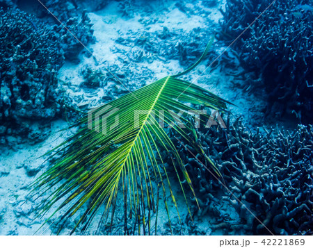 ラグーンのサンゴ砂の上を漂うヤシの葉。ヤップ・ミクロネシア 42221869