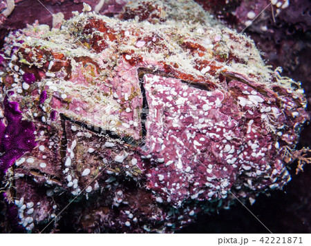 シャコガキ Hyotissa hyotis ヤップ・ミクロネシア シャコガキ Hyotissa hyotis ヤップ・ミクロネシア 42221871