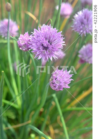 植物：チャイブ　ヒガンバナ科 42221906