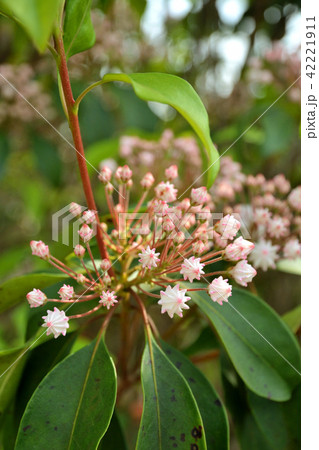 樹木:アメリカシャクナゲ ツツジ科 樹木:アメリカシャクナゲ ツツジ科 42221911