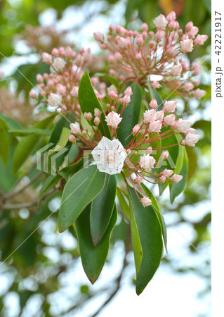 樹木:アメリカシャクナゲ ツツジ科 樹木:アメリカシャクナゲ ツツジ科 42221917
