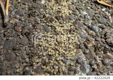 蟻と幼虫 42222026
