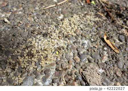 蟻と幼虫 42222027