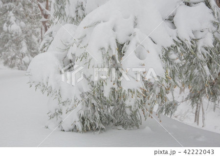 雪景色 雪景色 42222043