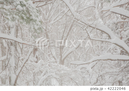 雪景色 42222046