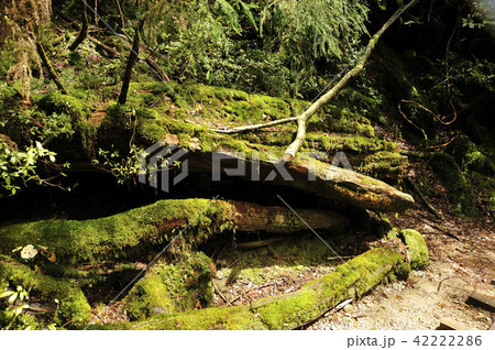 トロッコ道 42222286