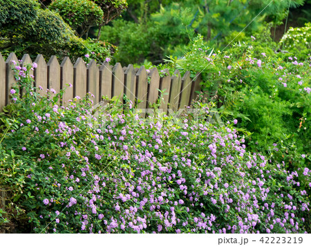 flower garden 42223219