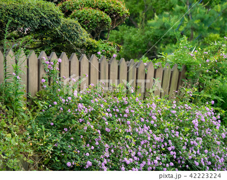 flower garden flower garden 42223224
