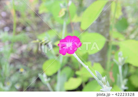 スイセンノウ 一人娘の花の写真素材