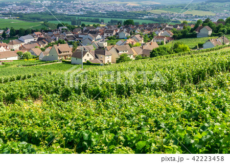 Row vine grape in champagne vineyards Row vine grape in champagne vineyards 42223458
