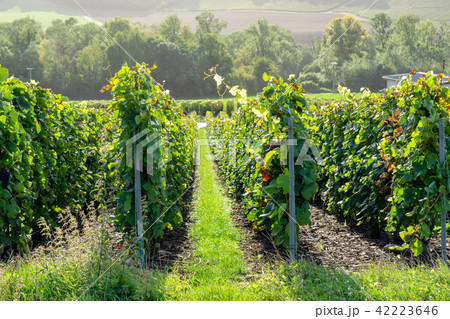 Row vine grape in champagne vineyards Row vine grape in champagne vineyards 42223646