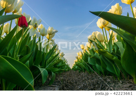 Beautiful tulips fields in the Netherlands Beautiful tulips fields in the Netherlands 42223661