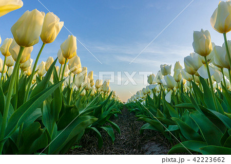Beautiful tulips fields in the Netherlands Beautiful tulips fields in the Netherlands 42223662
