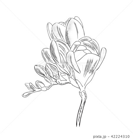 Hand Drawn Outline Freesia Flower Isolated のイラスト素材