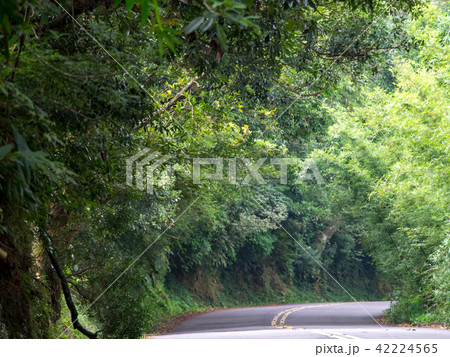 Road through green trees in the spring season 42224565