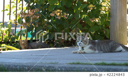 漁港のネコ 後ろにも 漁港のネコ 後ろにも 42224843