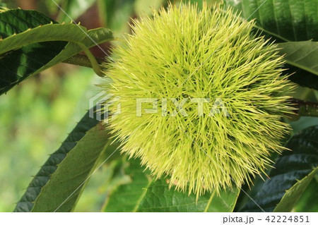木の枝になっているいる栗 42224851