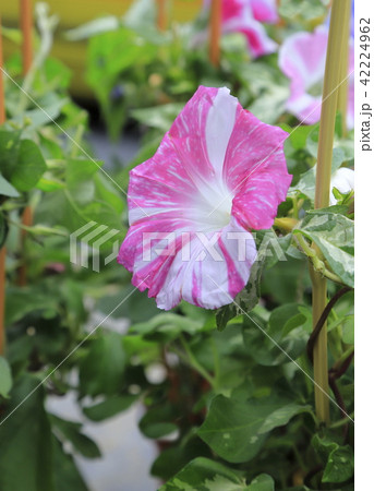 東京入谷　朝顔市　7月 42224962