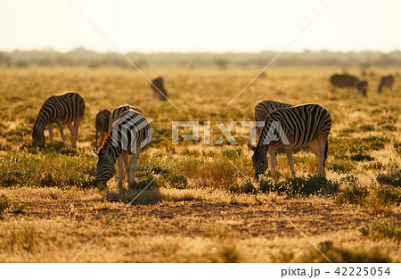 チャップマンシマウマ 42225054