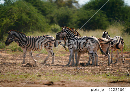 チャップマンシマウマ 42225064